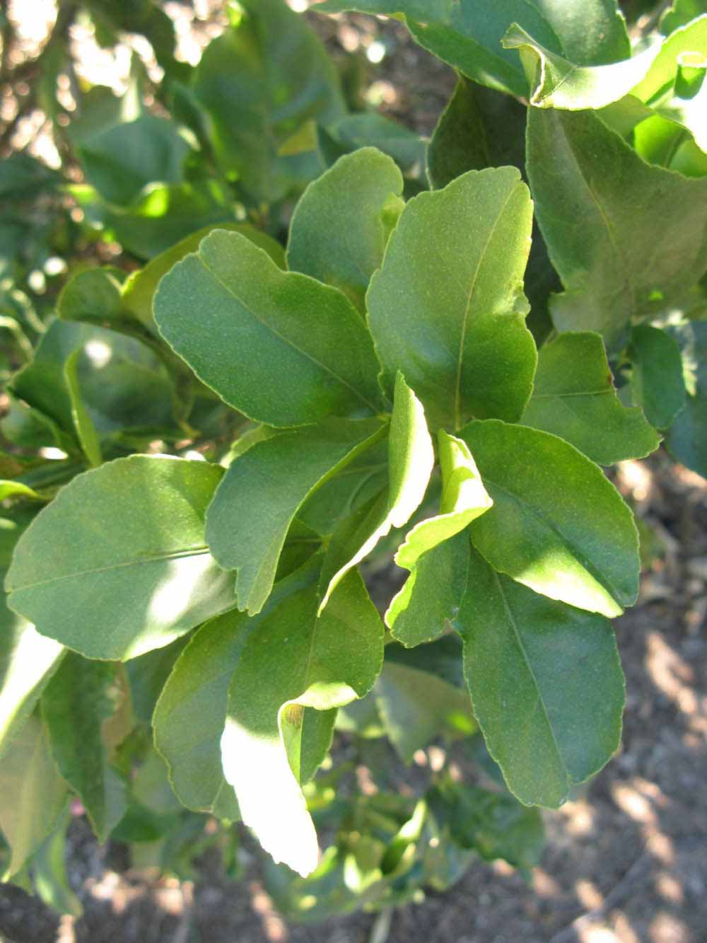            Shade leaves (Winter Haven, FL)   